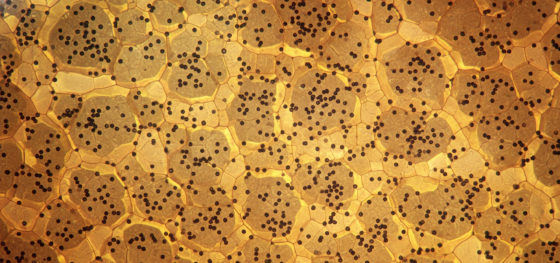 Brass microstructure